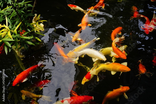 fish