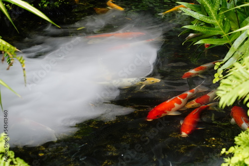 fish in a pond
