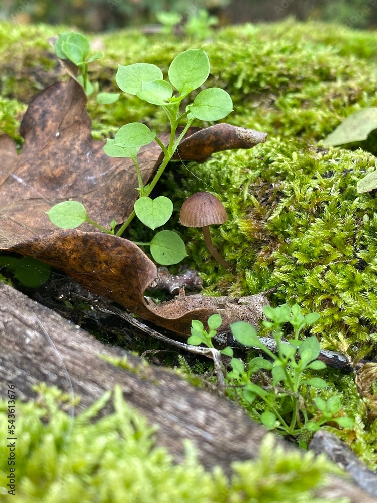Brauner Pilz unter einem Blatt Brauner Pilz unter einem Blatt