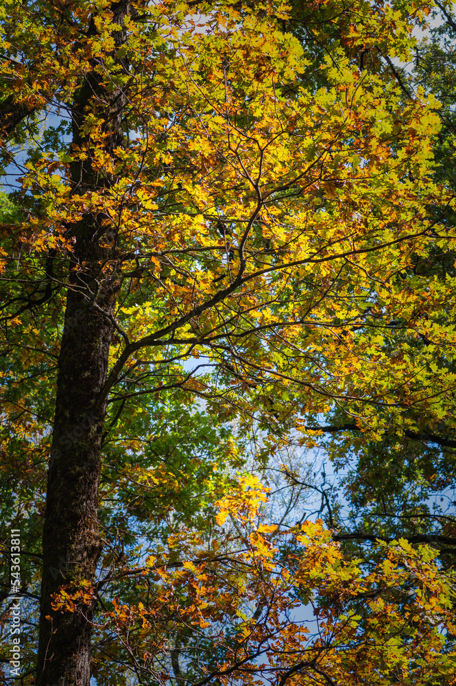 forêt sauvage en automne