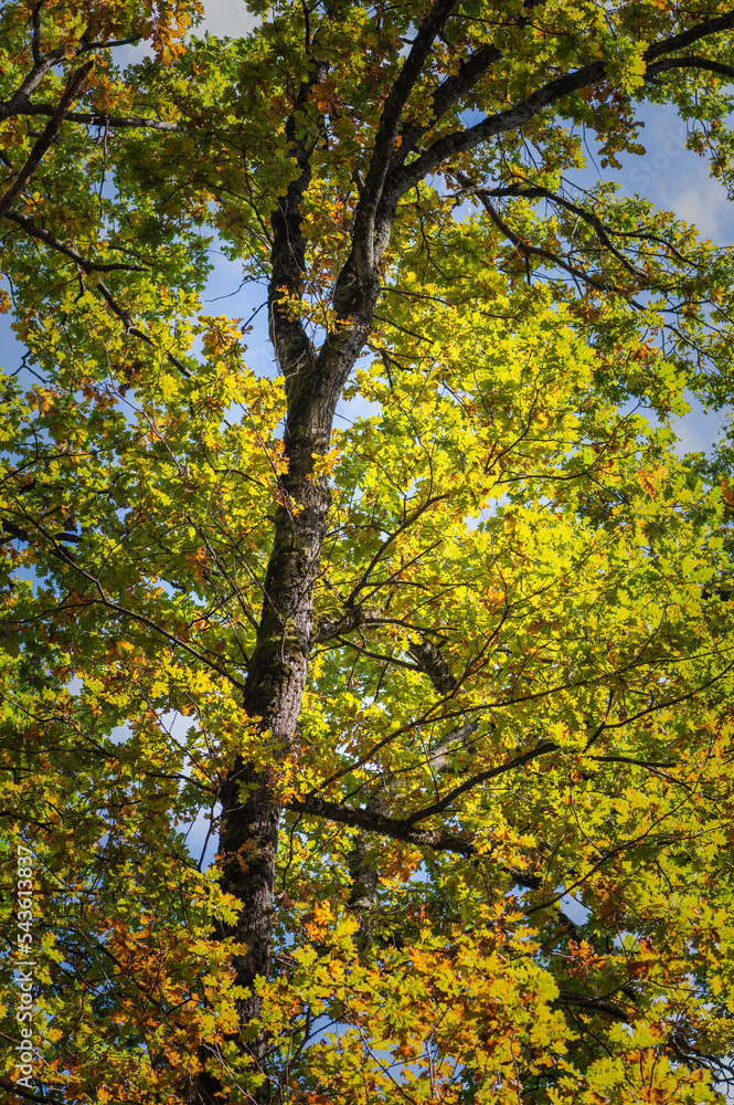 Fototapeta premium forêt sauvage en automne