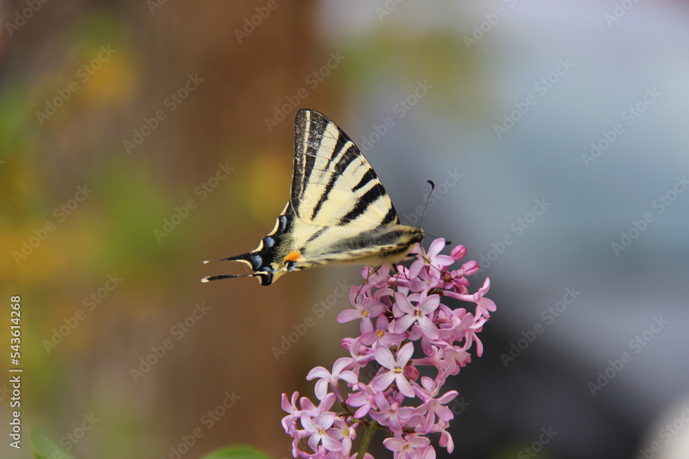 Obraz premium Iphiclides podalirius 