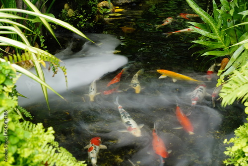 koi fish in a pond