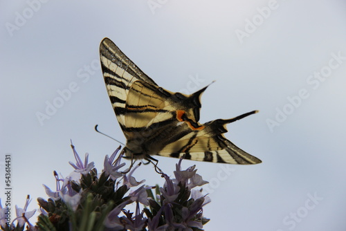 Iphiclides podalirius photo