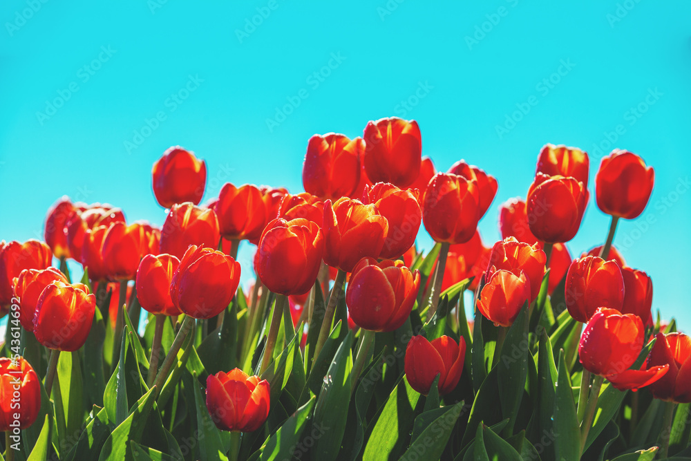 Fototapeta premium Red tulips blooming against blue sky. Floral nature background