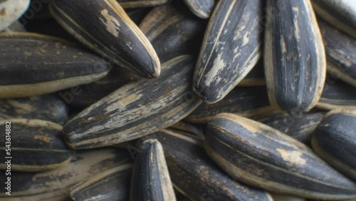 Wallpaper Mural Striped sunflower seeds on a plate close-up. Sunflower seeds after harvest. Heap of dried unpeeled sunflower seeds, healthy source of vitamins in vegan food Torontodigital.ca