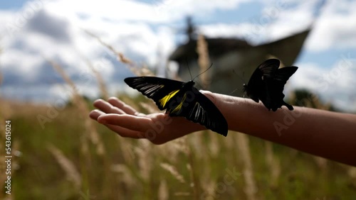 close-up of a child's hand holding two large butterflies against the background of a field with high dry grass in windy weather