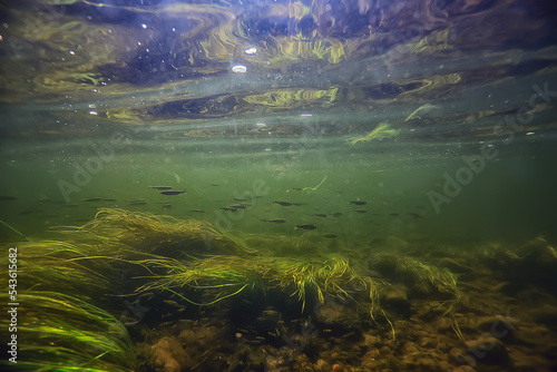 green algae underwater in the river landscape riverscape, ecology nature
