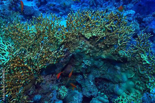 tropical sea underwater background diving ocean