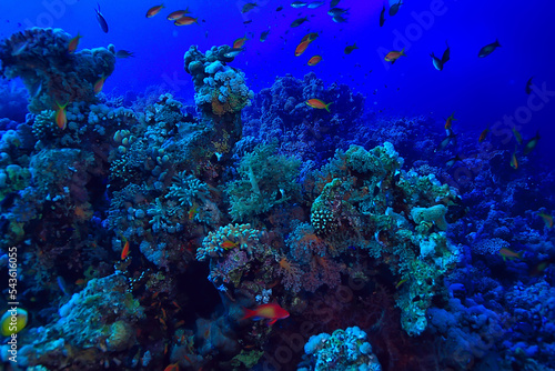 Fototapeta Naklejka Na Ścianę i Meble -  tropical sea underwater background diving ocean
