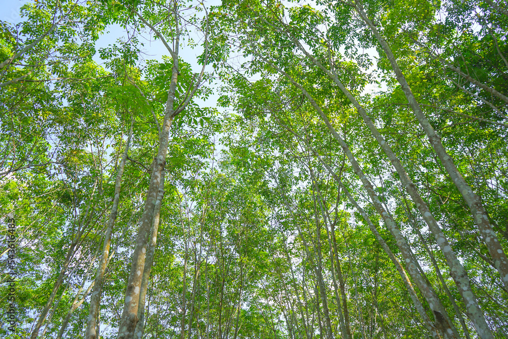 Fototapeta premium Rubber tree up view from below against the blue sky background