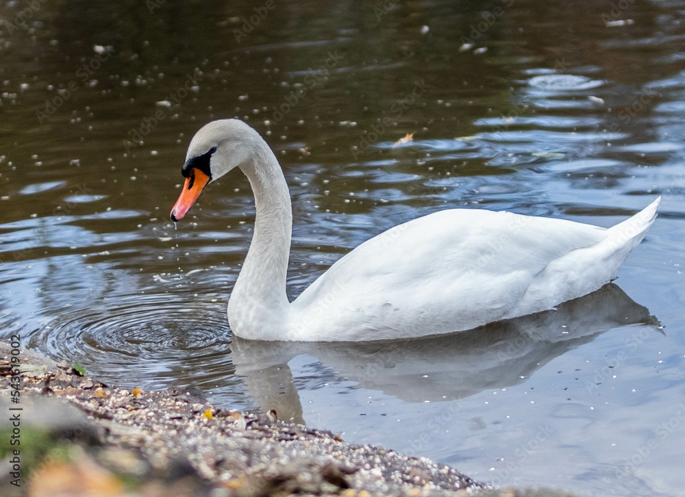 Fototapeta premium swan on the water