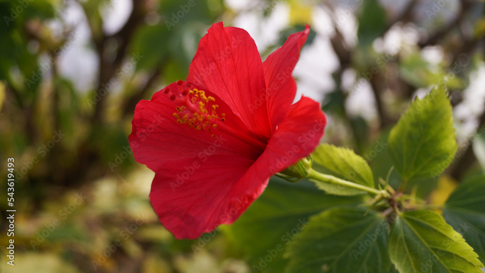The close-up of shoeblackplant, hibiscus rosa-sinensis, Chinese hibiscus. A big red flower with tree background.