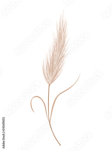 Pampas grass branch. Dry feathery head plume, used in flower arrangements, ornamental displays, interior decoration, fabric print, wallpaper, wedding card. Golden ornament element in boho style