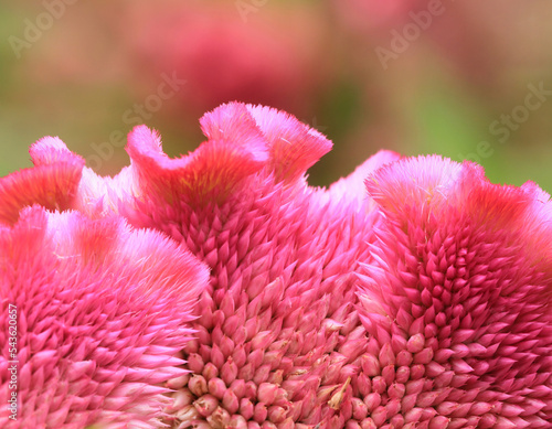 Pink Wild Cockcomb ,Crested celosin flower photo