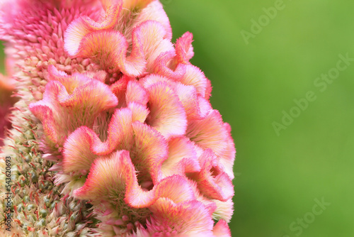 Pink Wild Cockcomb ,Crested celosin flower photo