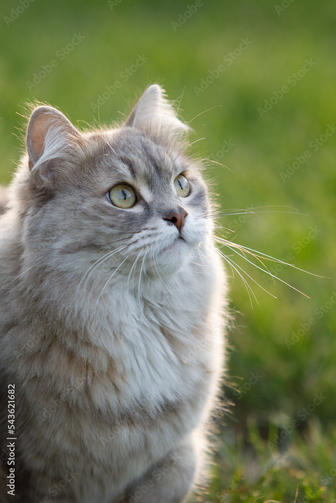 Gray fluffy cat on the green grass of the lawn