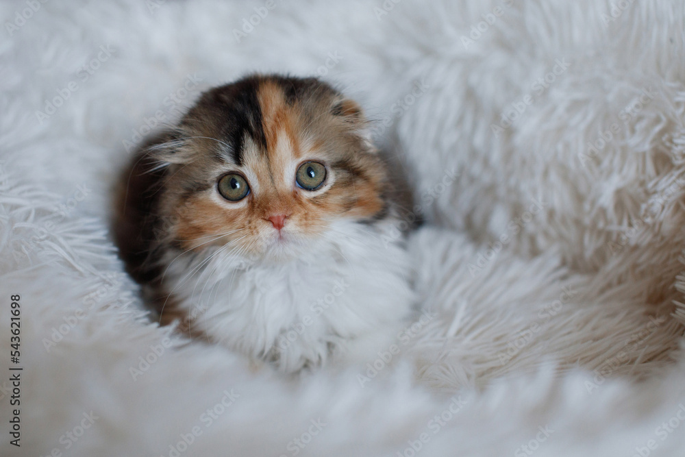 Cute tricolor higland fold scottish kitten.
