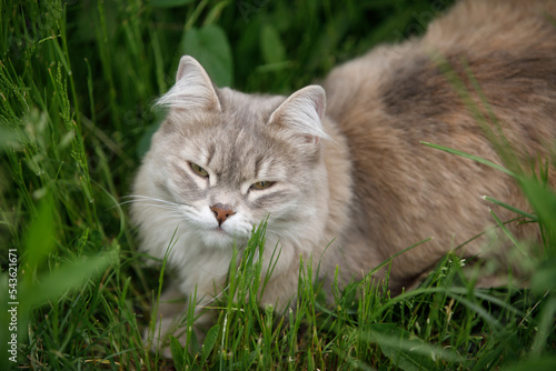 Gray fluffy cat on the green grass of the lawn © olgasparrow