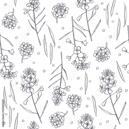 Vector  pattern with mustard plant