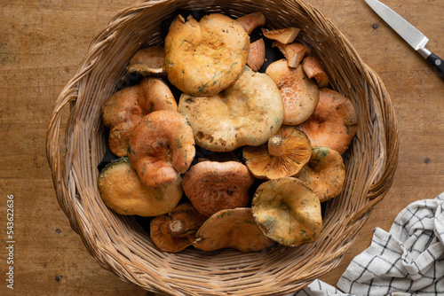 Basket with mushrooms on a wooden table, along with a knife and a checkered cloth. Fall. Níscalos, rebollones, rovellons, lactarius delicius