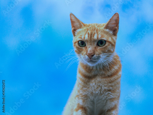 Portrait of an orange tabby cat with green eyes on a blue background 