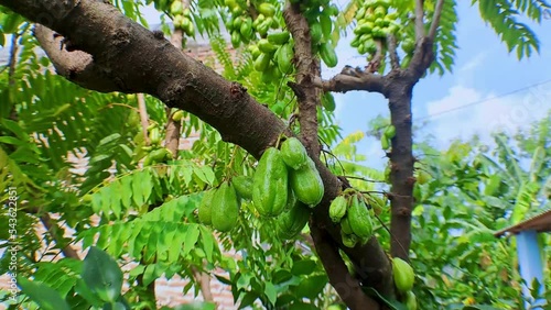 4k video recording Close up of green starfruit that is between tree branches with a moving camera style, perfect for cinematic videos photo