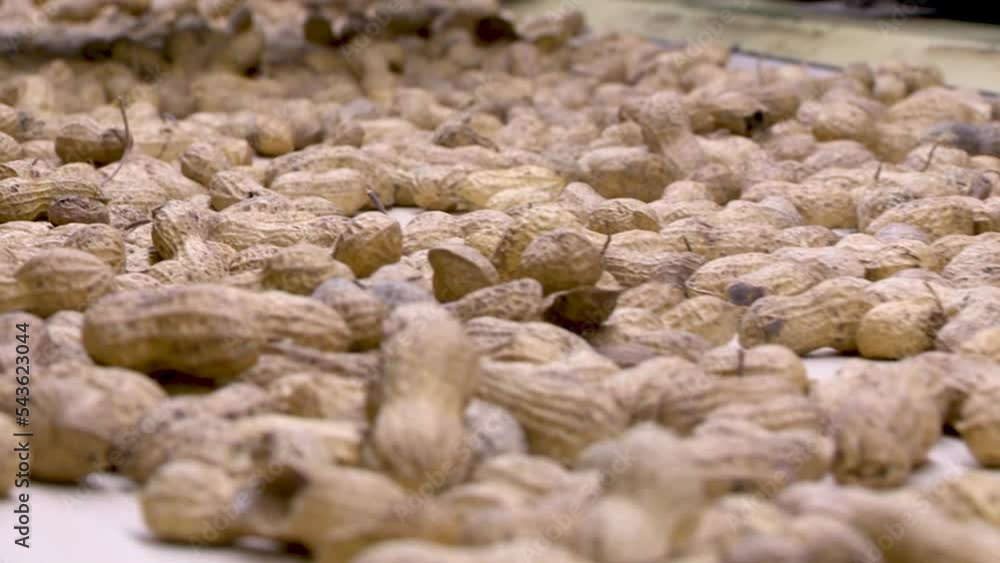 Shelled Peanut Factıry, Peanut Grinder Machine. Peanut Extraction
Shelled Peanut Factıry, Peanut Grinder Machine. Peanut Extraction