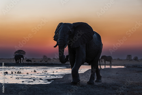 African Elephant walking in the sunset Botswana © Phil. Donval