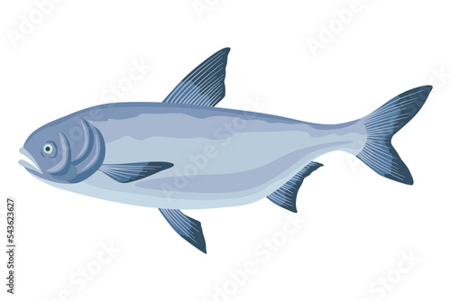 Fish sorts or types. Freshwater fish. Hand-drawn color illustration of inland fish. Commercial fish specie