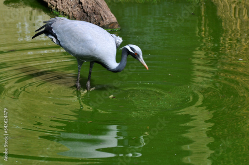 Wallpaper Mural Kranich Torontodigital.ca