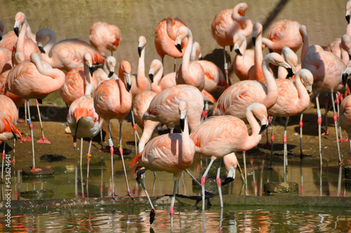 Wallpaper Mural Flamingos Torontodigital.ca