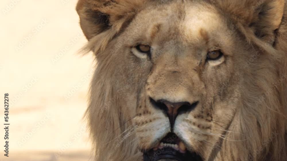 Close up of a Lion, Panthera leo, in Kruger National Park, South Africa Close up of a Lion, Panthera leo, in Kruger National Park, South Africa