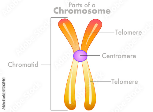 Chromosome parts, anatomy, diagram. Telomere, centromere, sister chromatids duplicated, structure. Homologous pair, centromere. Yellow orange purple flat draw. Biology, genetic illustration vector photo