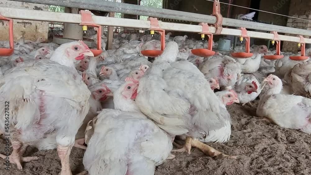 Poultry farm. Chickens for fattening on a modern poultry farm. Lots of