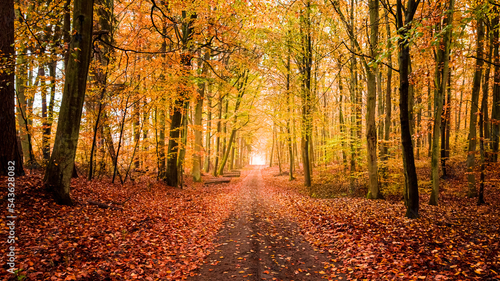 Leafy footpath at autumn in forest, Poland