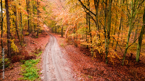 Country road in forest with...