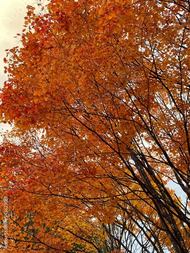 autumn trees in the sun