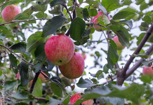 Colorful outdoor shot containing a bunch of red apples on a branch ready to be harvested