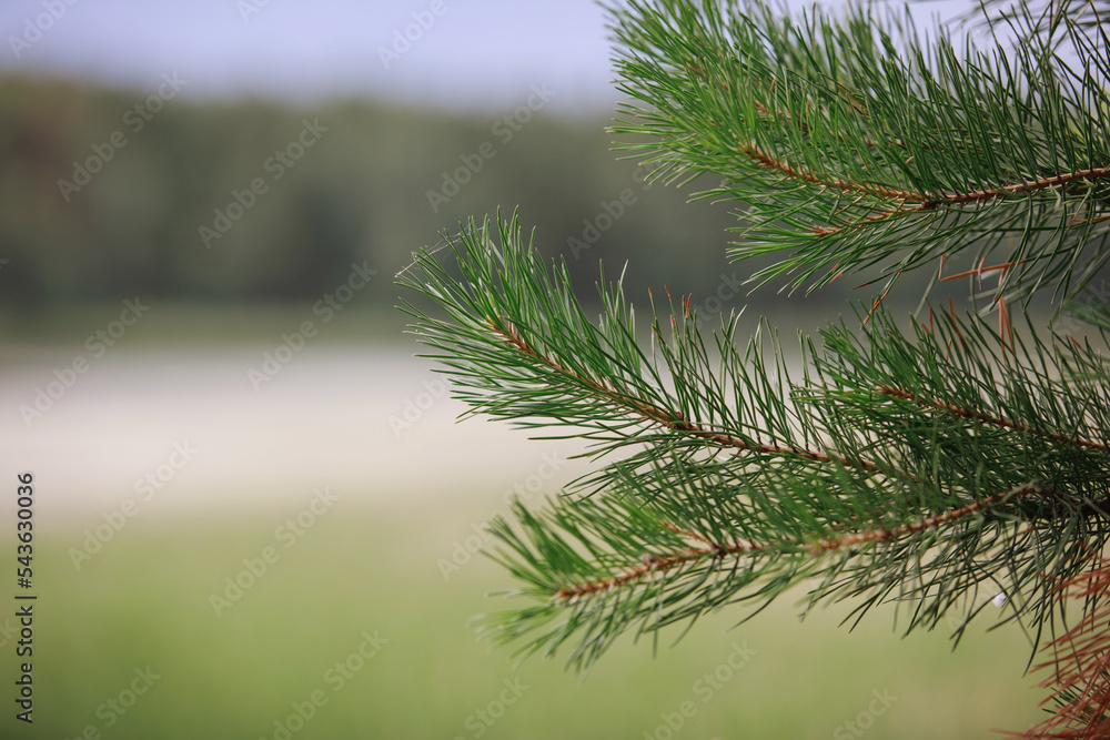 Fototapeta premium Pine branch with green needles.