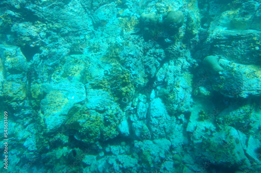 Obraz premium Fond marin en Guadeloupe