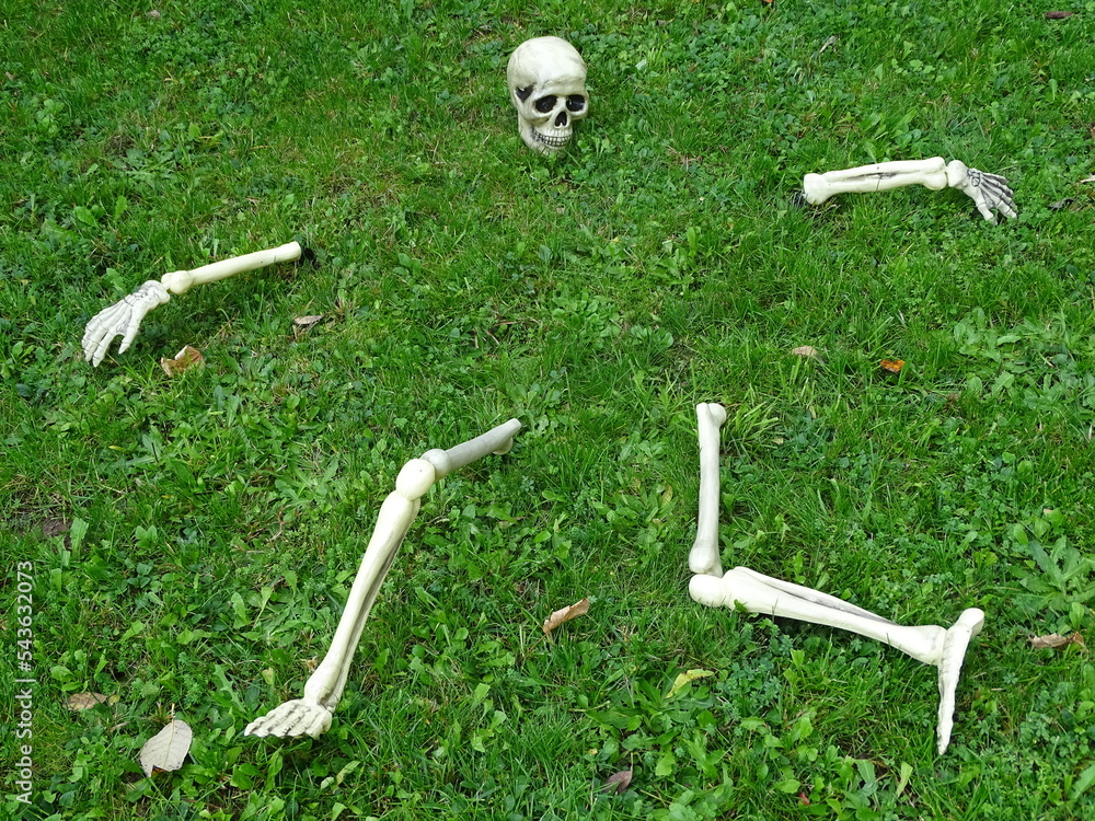 Obraz premium Teile eines künstlichen, menschlichen Skeletts ausgebreitet auf einer Wiese