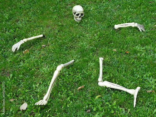 Teile eines künstlichen, menschlichen Skeletts ausgebreitet auf einer Wiese