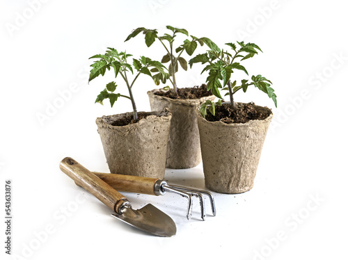 tomato seedlings in ecological organic pots and gardening tools