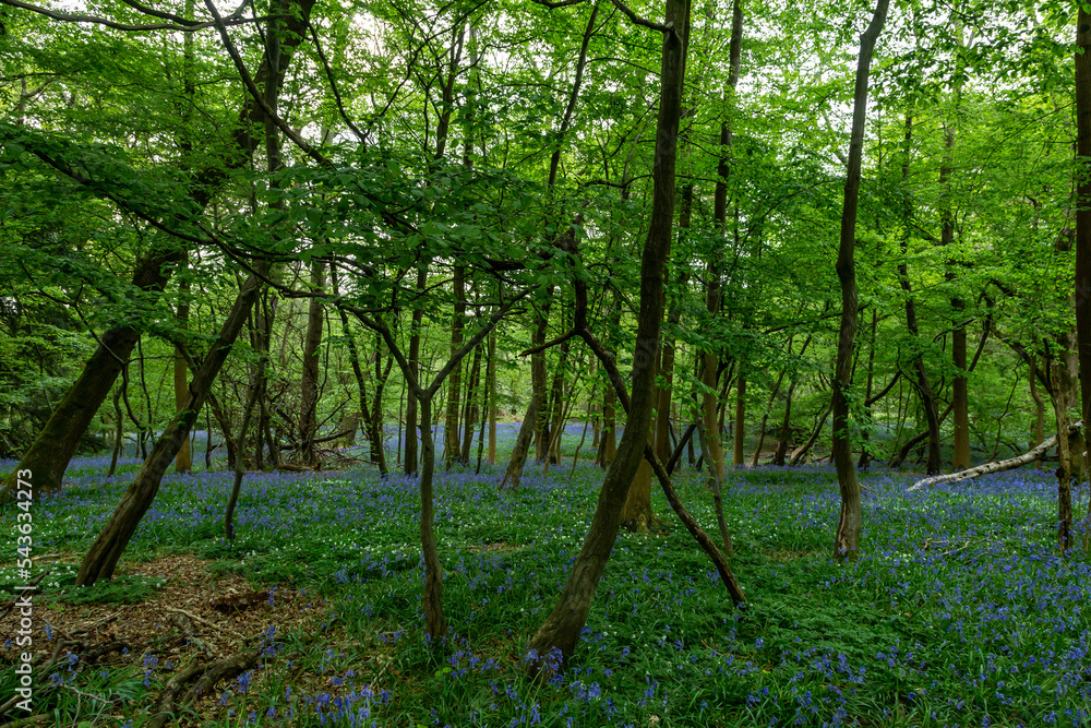 Naklejka premium A Bluebell Wood in Sussex on a Spring Morning