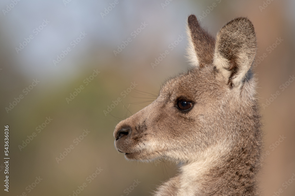 kangaroo in the grass