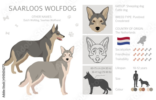 Saarloos Wolfdog clipart. All coat colors set.  All dog breeds characteristics infographic
