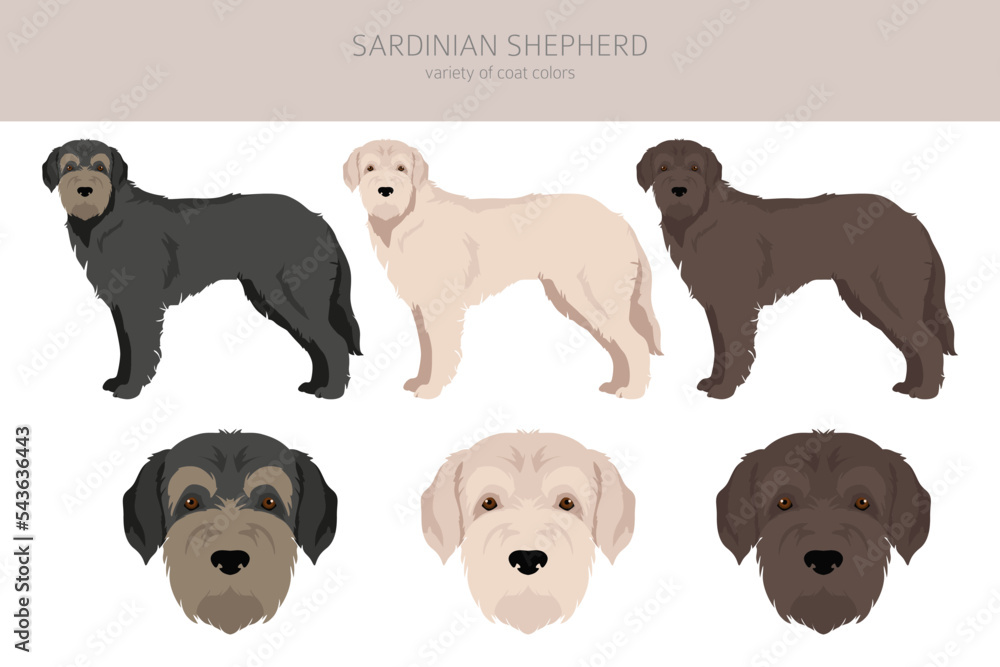 Sardinian Shepherd dog clipart. All coat colors set.  All dog breeds characteristics infographic