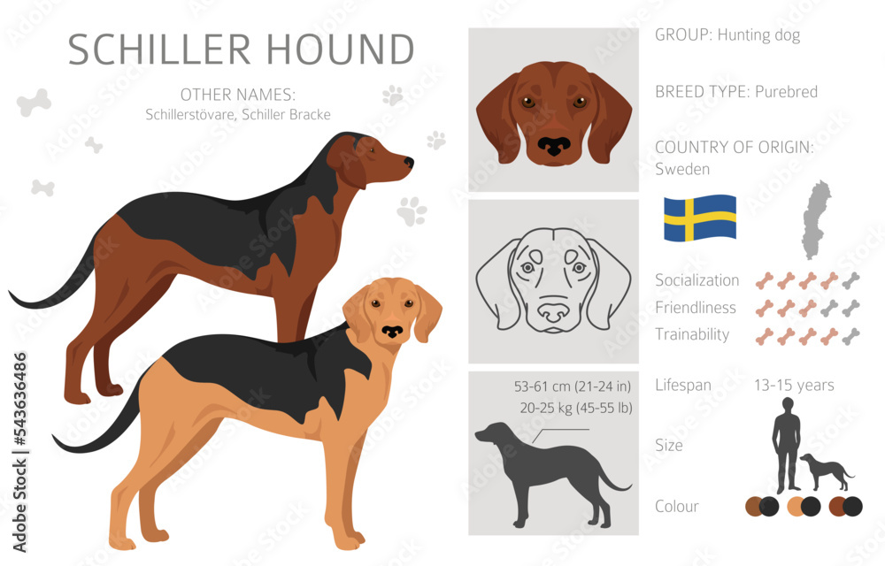 Schiller Hound clipart. All coat colors set.  All dog breeds characteristics infographic