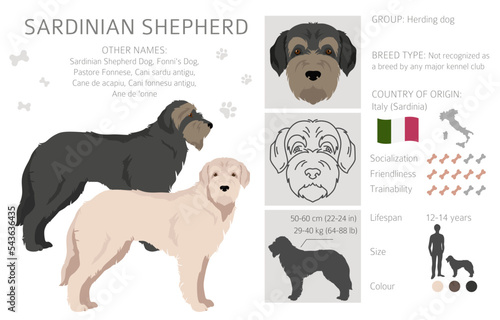 Sardinian Shepherd dog clipart. All coat colors set.  All dog breeds characteristics infographic